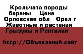 Крольчата породы “бараны“ › Цена ­ 300 - Орловская обл., Орел г. Животные и растения » Грызуны и Рептилии   
